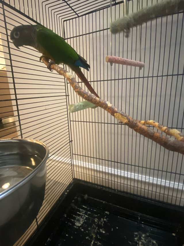 conure birds in Birds for Rehoming in Windsor Region