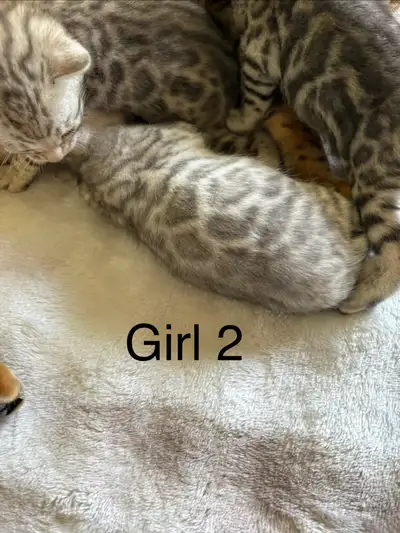 Purebred Bengal Kittens, View more