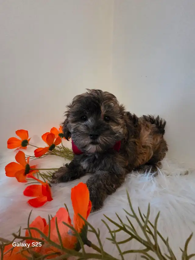 ♡♡Wow  magnifiques  morki ♡♡ in Dogs & Puppies for Rehoming in Laurentides - Image 7