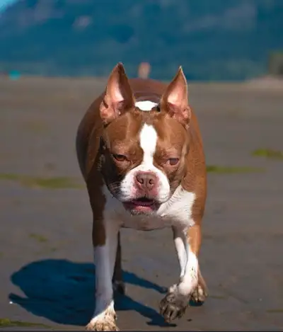 Boston Terrier, View more