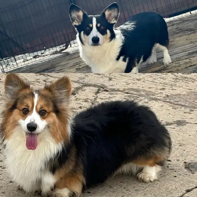 Fluffy Pembroke Welsh Corgi Puppies (2 litters) in Dogs & Puppies for Rehoming in Edmonton - Image 7