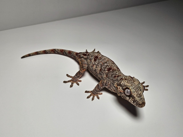 Red blotch female Gargoyle Gecko in Reptiles & Amphibians for Rehoming in Tricities/Pitt/Maple - Image 4