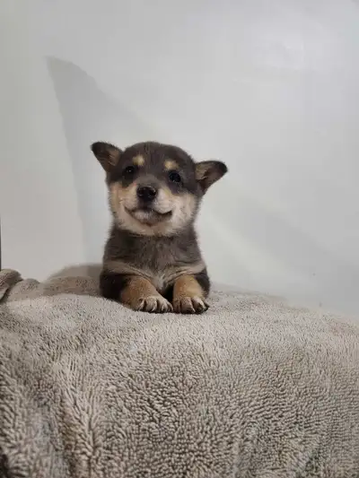 Shorgi puppy, View more
