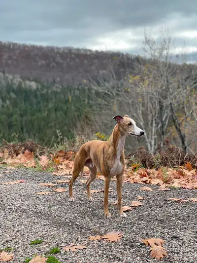 Whippet Puppies | CKC Registered | Health Tested Parents, View more