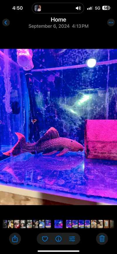 Pleco L600, View more