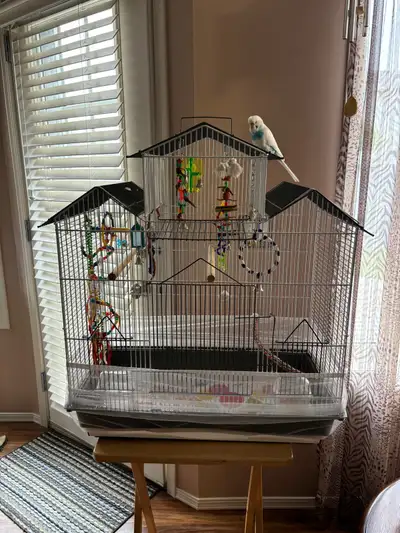Bird cage with accessories Condition used- like new (The bird not included) Pickup in St. Albert