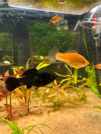 Platy fish for sale
