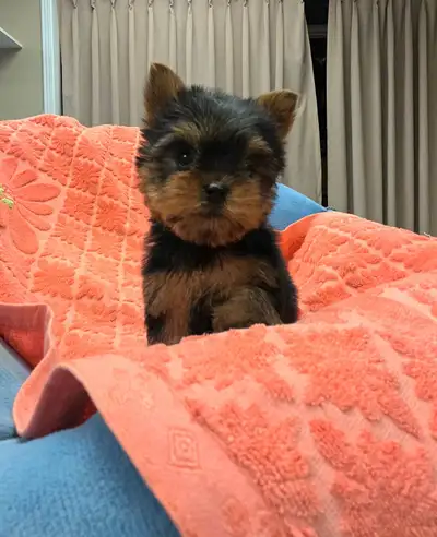 Yorkie puppy puppies, View more