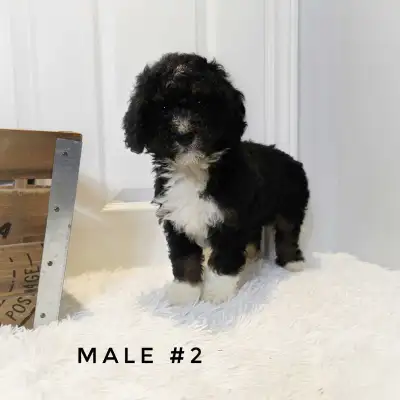 Mini Bernedoodle Puppies, View more