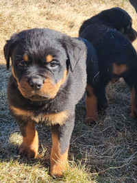Rottweiler puppies  ready to go