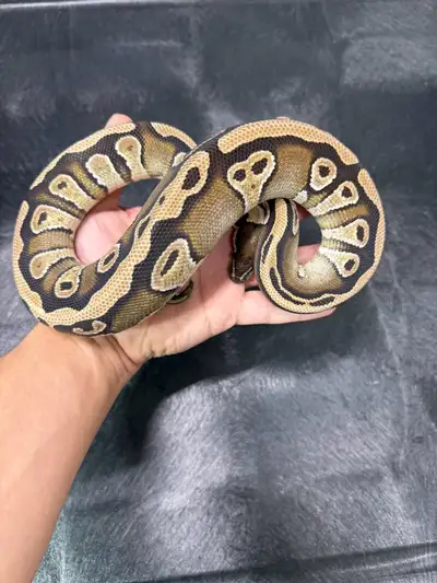 Mojave Het Tri-stripe male ball python , View more