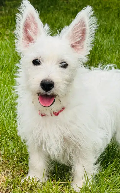Westie(West Highland terrier), View more