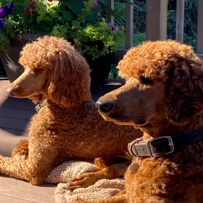 Red Standard Poodle Puppies – 100% Poodle DNA Tested – Fall 2026, View more