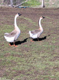 Chinese Geese