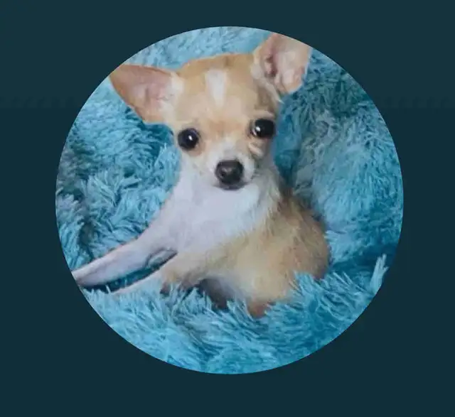 UNAVAILABLE Off Charts Micro Chihuahua Adult in Dogs & Puppies for Rehoming in City of Toronto - Image 2