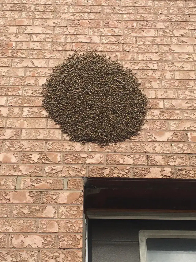 Bee swarm468681996255242244