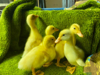 Pekin ducklings