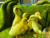 Pekin ducklings
