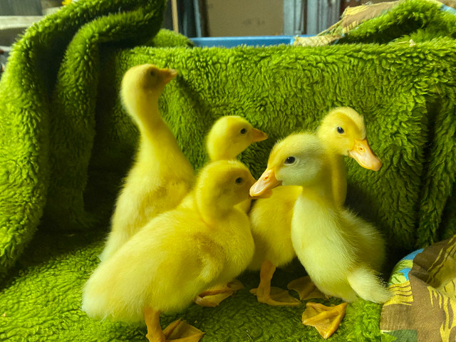 Pekin ducklings in Livestock in Cambridge