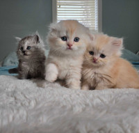 Ragdoll x Highland-Highland-fold Kittens