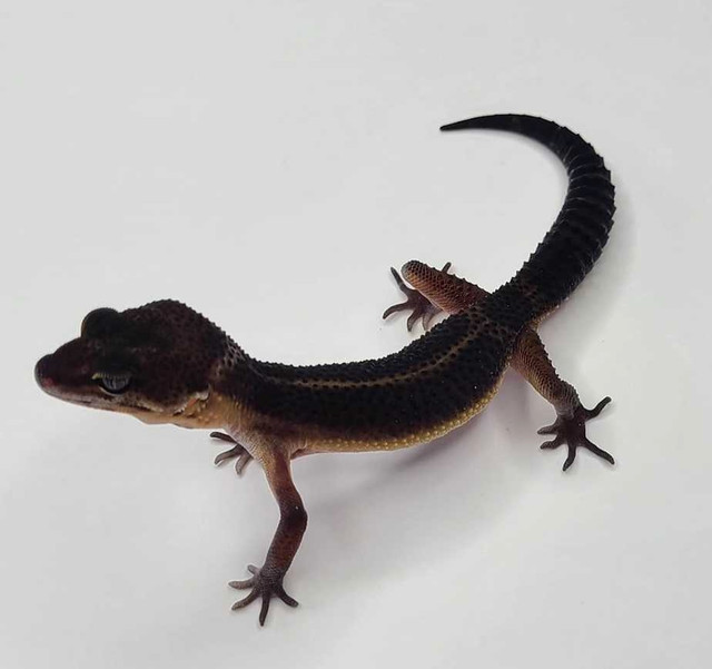 BLACK NIGHT LEOPARD GECKOS!! in Reptiles & Amphibians for Rehoming in City of Halifax - Image 3