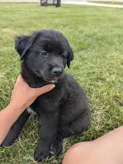 Lab retriever x Shepard puppies, View more