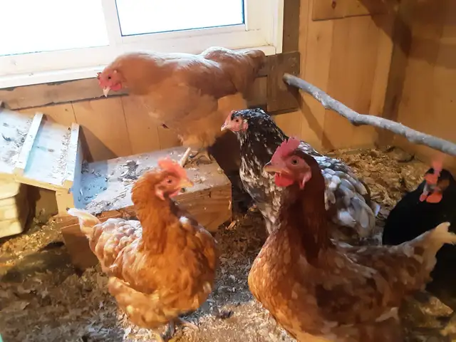 3 poules à vendre in Livestock in Québec City - Image 3