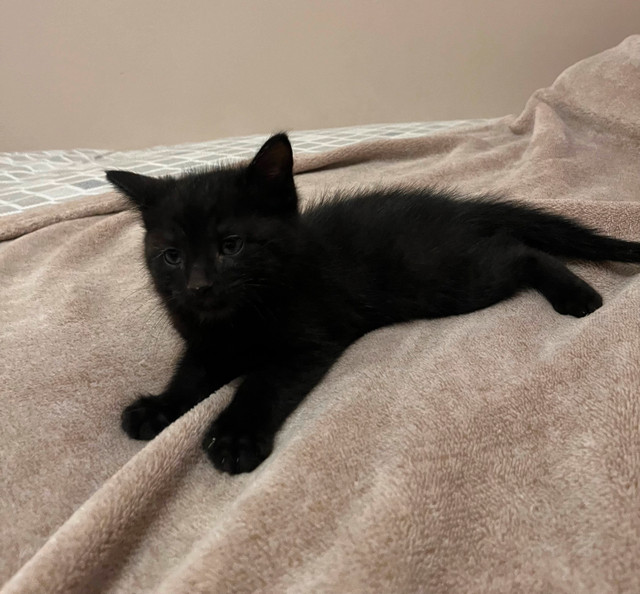 2 kittens in Cats & Kittens for Rehoming in Fredericton - Image 3