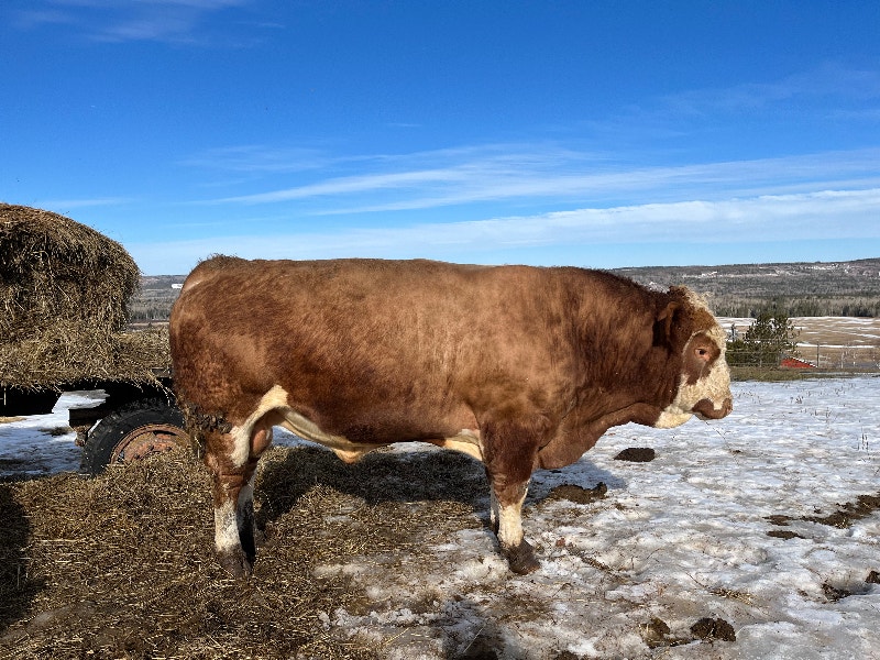 Fleckvieh Bull Livestock Saint John Kijiji