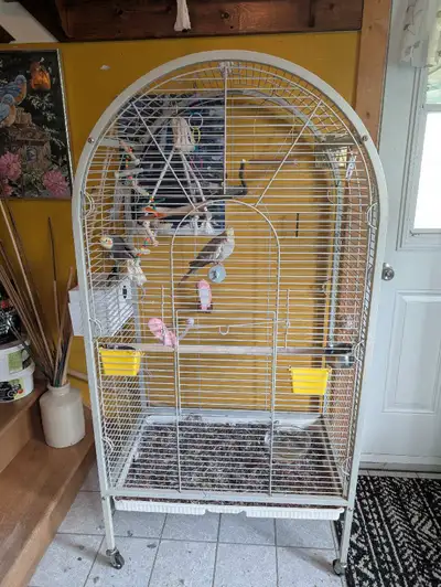 5' 1" / 31" 1/4 et 20" 1/2 de profondeur Belle cage tout en métal solide et sur roulettes