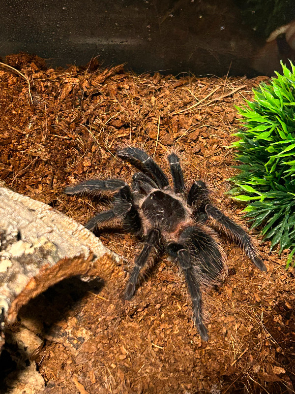 Tarantula collection for sale in Other Pets for Rehoming in Oshawa / Durham Region - Image 2
