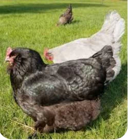 ISO Olive Egger, Orpington and Azure young hens in Other in Barrie