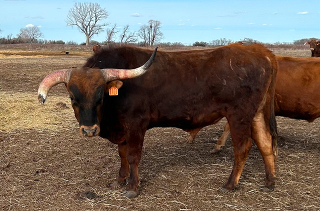 Registered Red Texas Longhorn Bulls For Sale in Livestock in Medicine Hat - Image 4