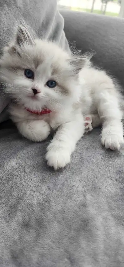Beautiful Bi-Color Ragdoll Kitten Available!, View more