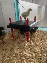 $3 BYM Chicks For Sale