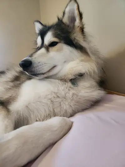 2 year old Husky, View more