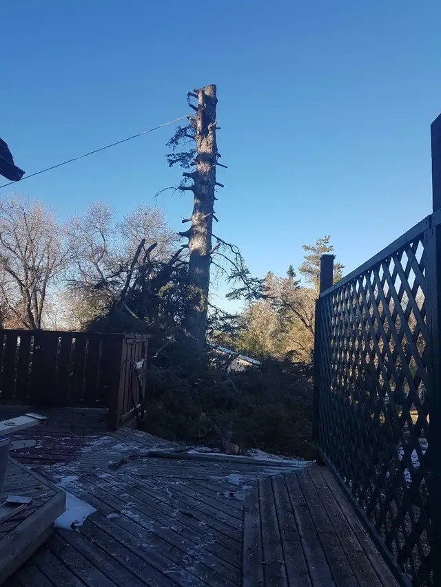 TREE TRIMMING/REMOVAL in Lawn, Tree Maintenance & Eavestrough in Prince Albert - Image 5