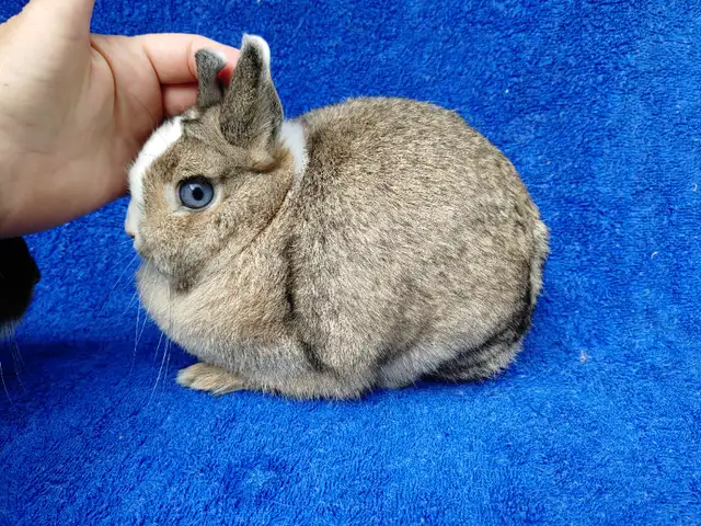 EXTRAORDINARY Lionhead, Netherland dwarf, Holland lop bunnies in Small Animals for Rehoming in Ottawa - Image 3