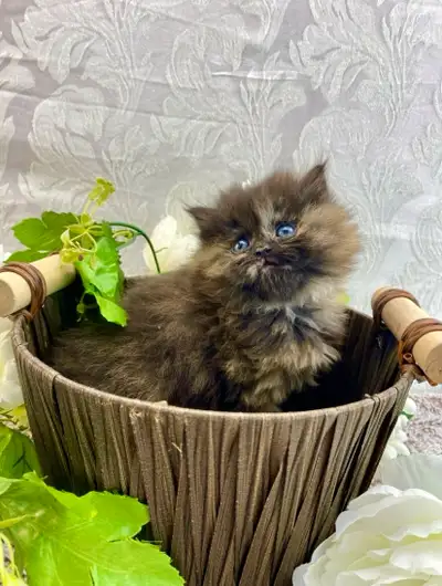 Beautiful Female Maine Coon , View more