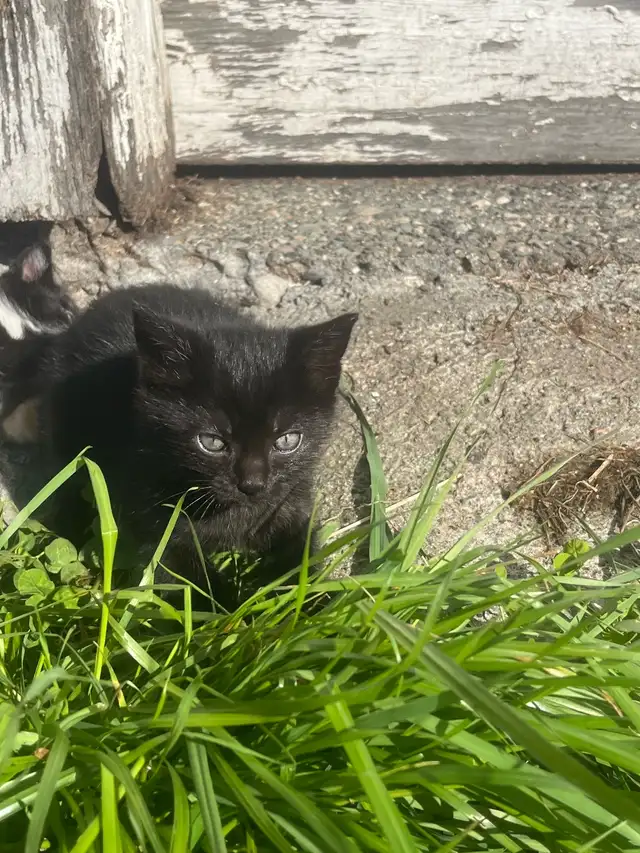 kittens for sale in Cats & Kittens for Rehoming in Delta/Surrey/Langley - Image 2