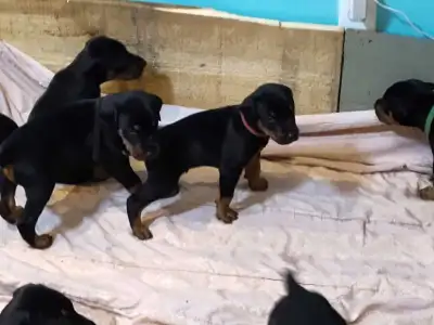 Doberman puppies ready May 10th, View more