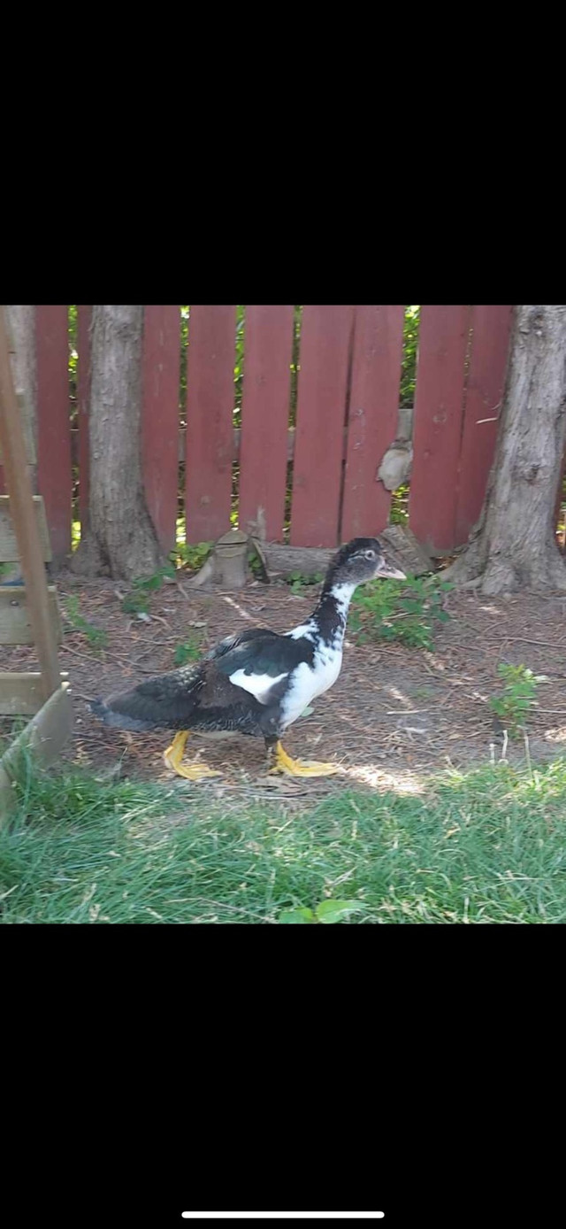Muscovy duck in Livestock in Kingston
