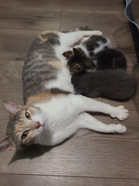 Kittens and mommy looking for forever homes