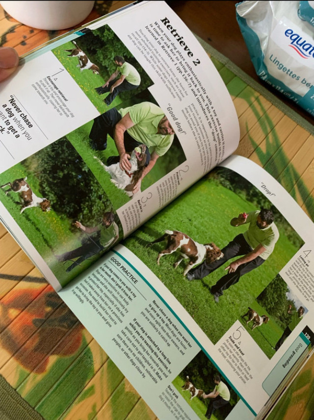 DK How to Train a Superdog Paperback Book in Non-fiction in Owen Sound - Image 4