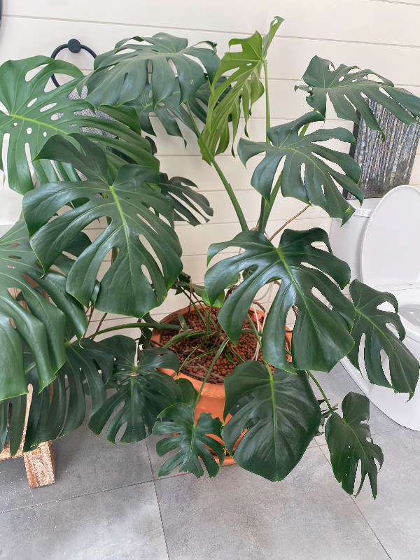 Huge Monstera plant with extra large Italian terra cotta pot for sale  