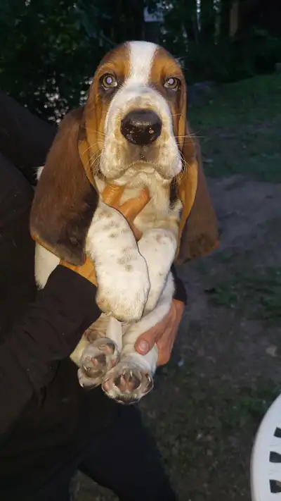 Chiots Basset Hound, View more