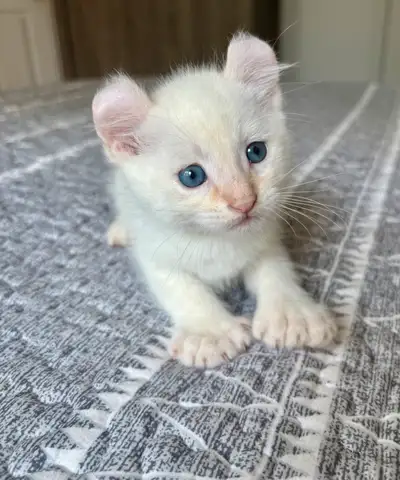 Chaton Highland lynx mâle enregistré REFR, View more