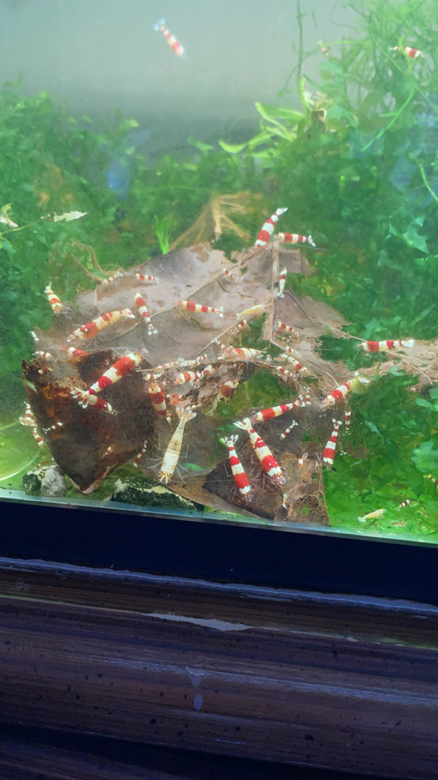 Crystal red shrimp in Fish for Rehoming in City of Halifax