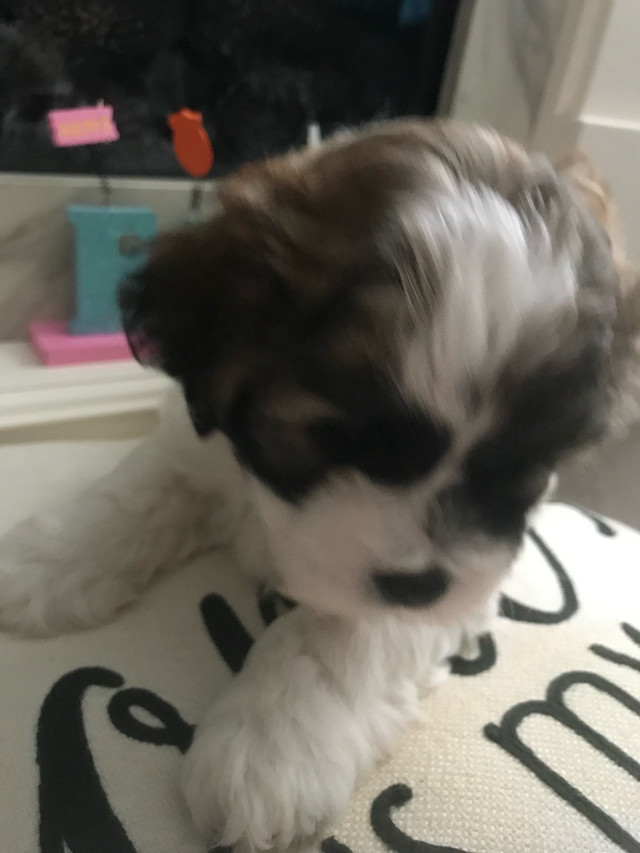 1 puppy for Sale-$1000.00 in Dogs & Puppies for Rehoming in Leamington - Image 3