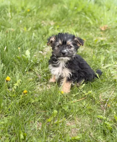 Morkie puppies available, View more